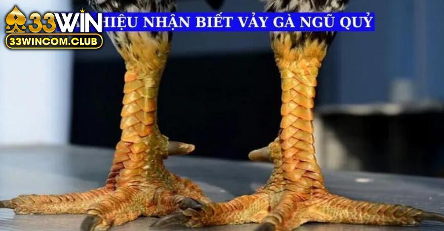 Vảy gà ngũ quỷ luôn là mục tiêu săn đón